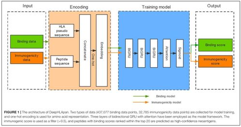 山东大学2019级软件工程应用与实践 基于人工智能的多肽药物分析问题